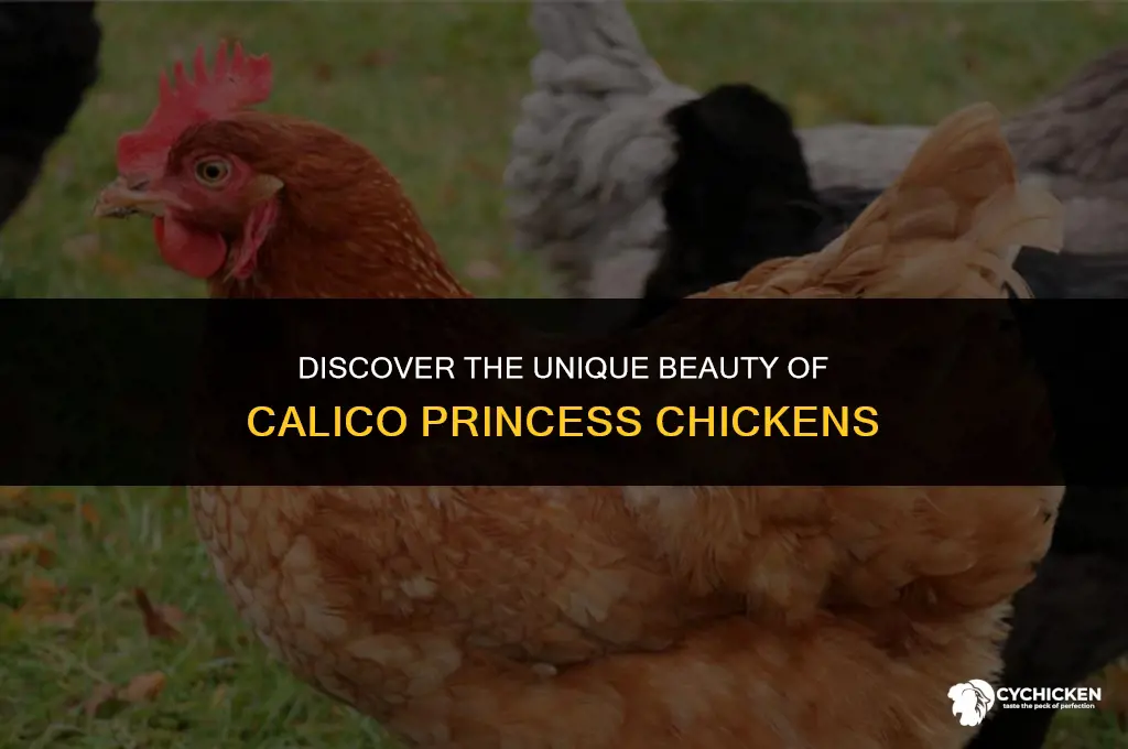 what does a calico princess chicken look like
