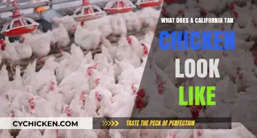 Discover the Unique Look of California Tan Chickens: A Visual Guide