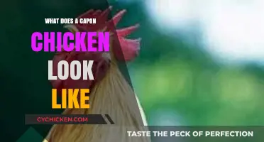 Discover the Unique Appearance of Capon Chickens: A Visual Guide