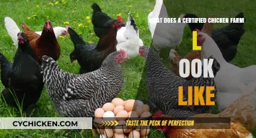 Exploring the Standards of a Certified Chicken Farm