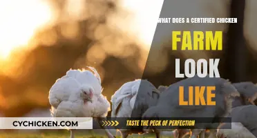 Exploring the Standards of a Certified Chicken Farm