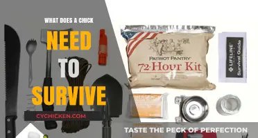 Essential Survival Needs for Chicks: A Comprehensive Guide to Care