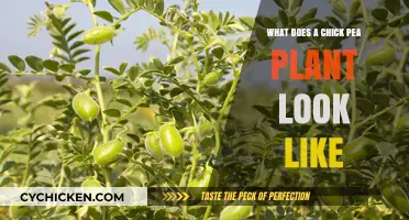 Exploring the Unique Appearance of Chickpea Plants: A Visual Guide