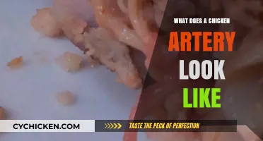 Exploring the Intricate Structure of a Chicken Artery: A Visual Guide