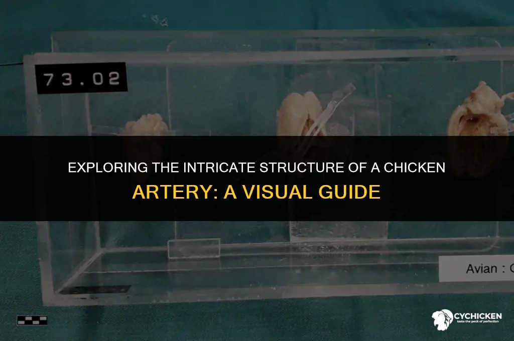 what does a chicken artery look like