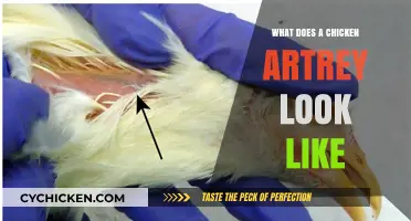 Exploring the Unique Anatomy of a Chicken's Artery