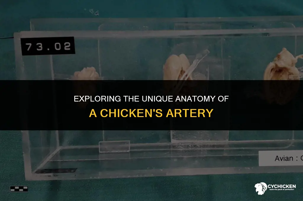 what does a chicken artrey look like