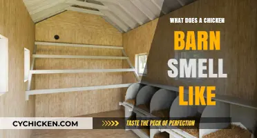 Exploring the Rustic Aromas: Inside a Chicken Barn
