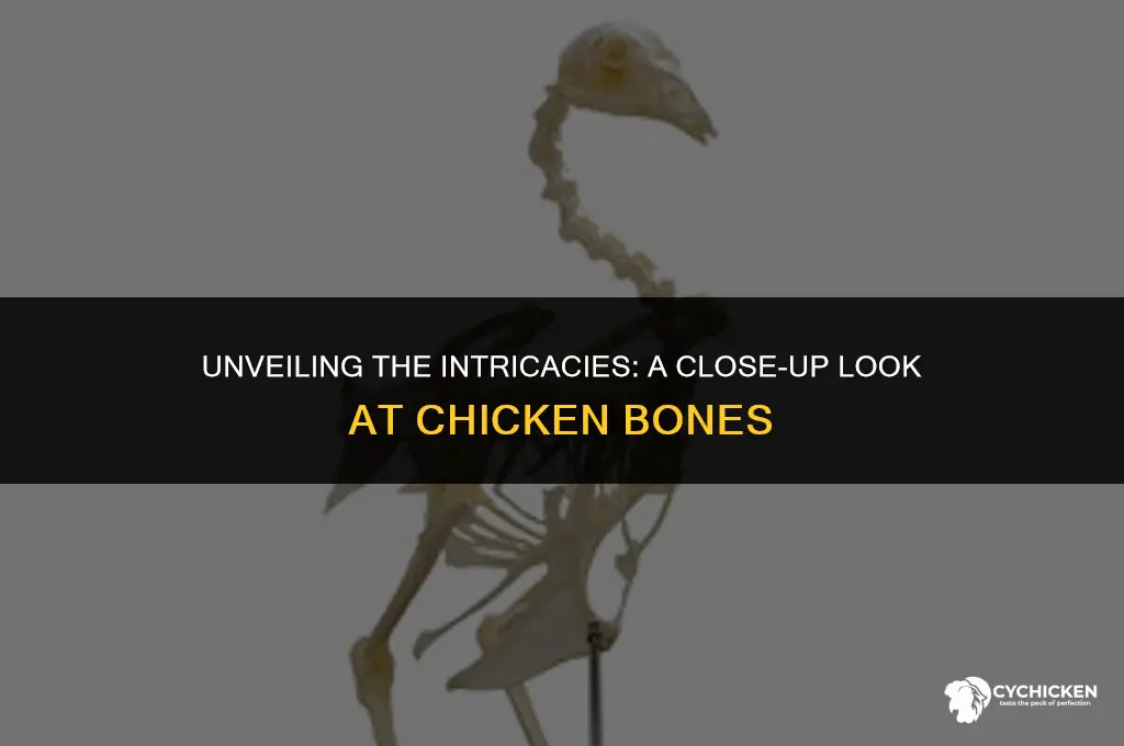 what does a chicken bone look like