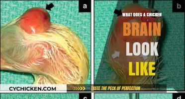 Exploring the Intricacies of a Chicken's Brain: A Visual Journey