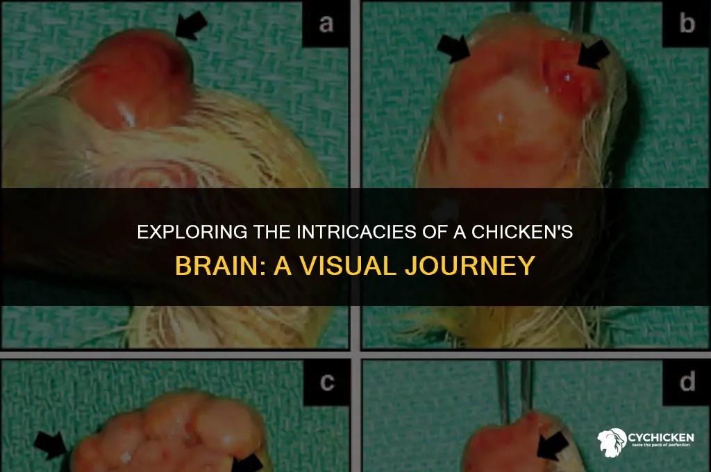 what does a chicken brain look like