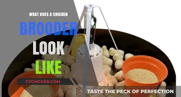 Exploring the Essential Features of a Chicken Brooder