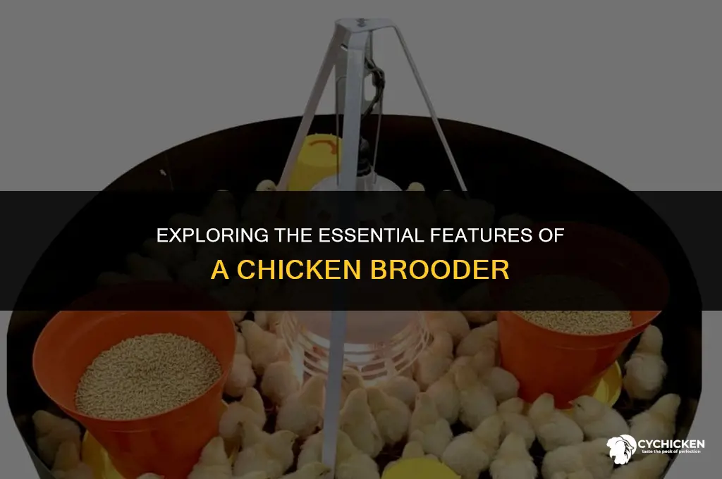 what does a chicken brooder look like
