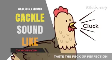 Decoding the Delightful Chatter: What Does a Chicken Cackle Sound Like?