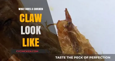 Exploring the Unique Anatomy of a Chicken's Claw
