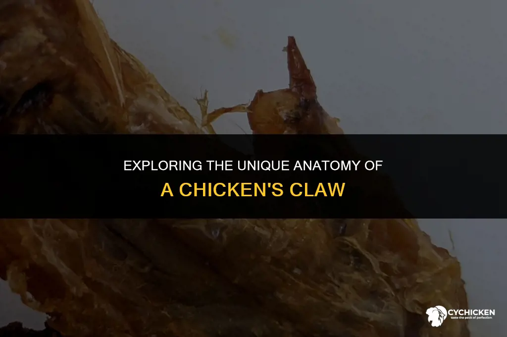 what does a chicken claw look like