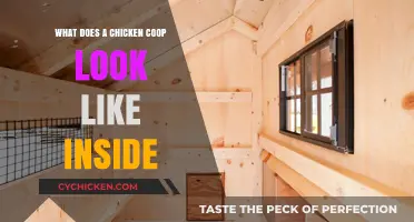 Exploring the Inner Layout of a Chicken Coop: A Detailed Look