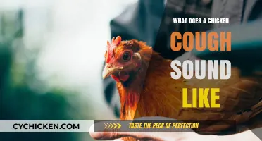 Exploring the Unique Sounds of a Chicken's Cough