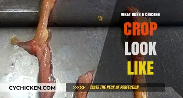 Exploring the Anatomy of a Chicken's Crop: A Visual Guide