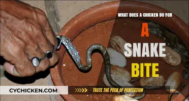 Chicken Treatment for Snake Bites: Does It Work?