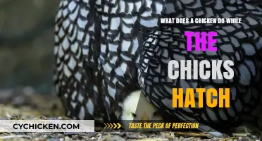 Chicken's Nurturing Instincts: Hatching Chicks