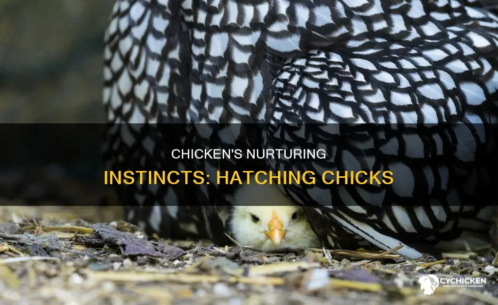 what does a chicken do while the chicks hatch