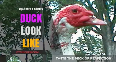 Exploring the Unique Appearance of Chicken-Duck Hybrids