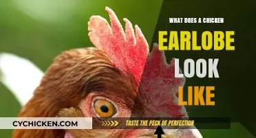 Exploring the Unique Features of a Chicken's Earlobe