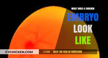 Exploring the Fascinating World of Chicken Embryos: A Visual Guide