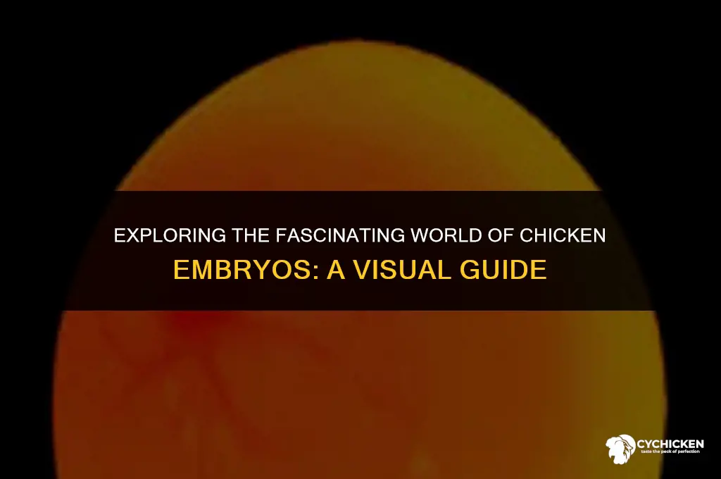 what does a chicken embryo look like