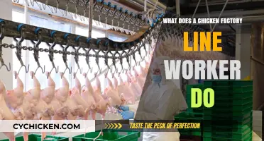 Inside the Chicken Factory: Daily Tasks of Line Workers Explained