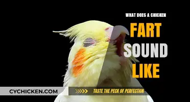 Exploring the Unique Sounds of Chicken Flatulence