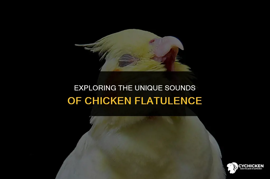 what does a chicken fart sound like