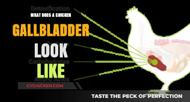 Exploring the Appearance and Function of a Chicken Gallbladder