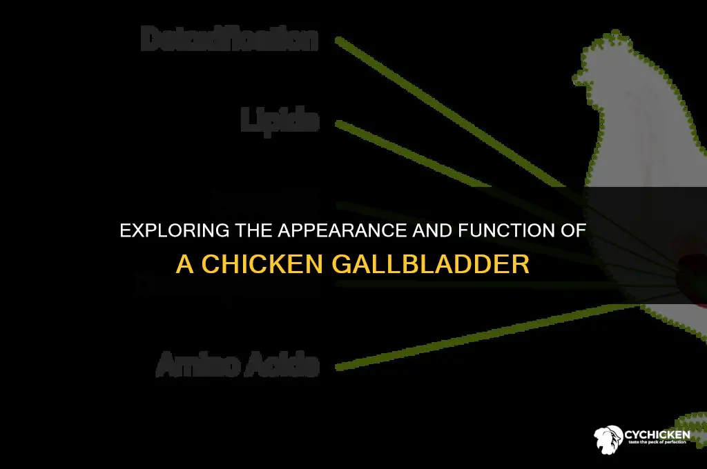 what does a chicken gallbladder look like