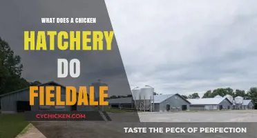 Exploring Fieldale Chicken Hatchery Operations: Processes, Care, and Production Insights