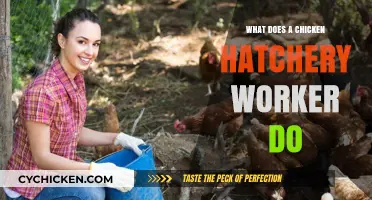 Daily Life of a Chicken Hatchery Worker: Roles and Responsibilities