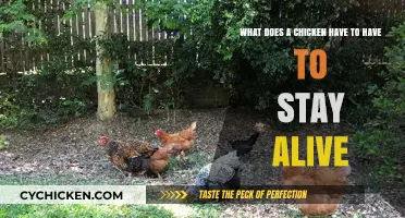 Vital Chicken Requirements: What Your Flock Needs to Thrive