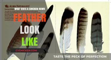 Exploring the Unique Beauty of Chicken Hawk Feathers