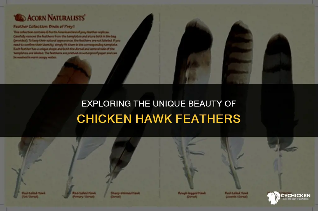 what does a chicken hawk feather look like