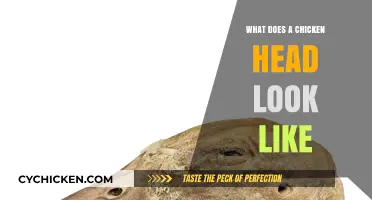 Exploring the Unique Features of a Chicken's Head