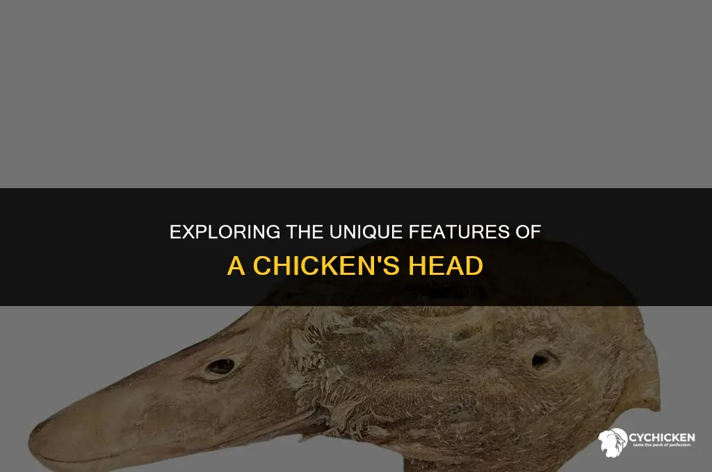 what does a chicken head look like
