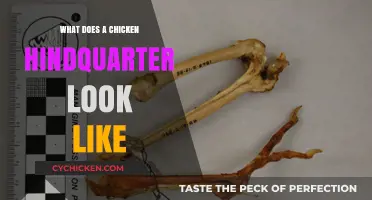 Exploring the Anatomy: What Does a Chicken Hindquarter Look Like?