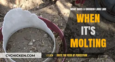 The Naked Truth: Understanding Chicken Molting and Its Appearance