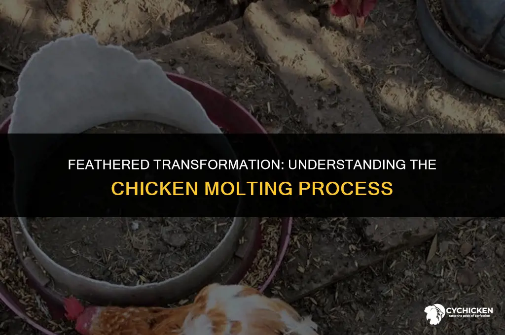what does a chicken look like when moulting