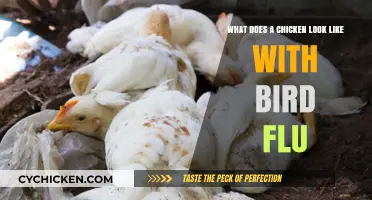 Visual Guide: Identifying Bird Flu Symptoms in Chickens