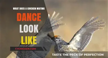 The Intricate Steps of Chicken Mating Dances Revealed