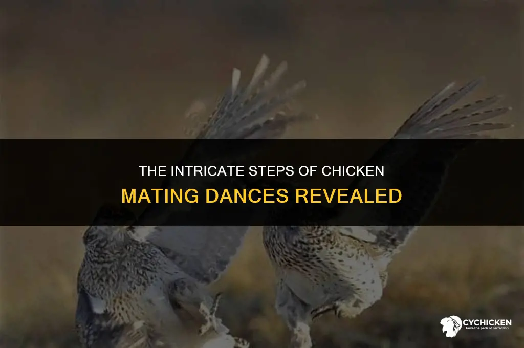 what does a chicken mating dance look like