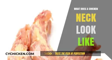 Exploring the Unique Features of a Chicken's Neck