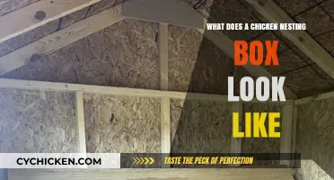 Exploring the Ideal Chicken Nesting Box: Design and Essentials